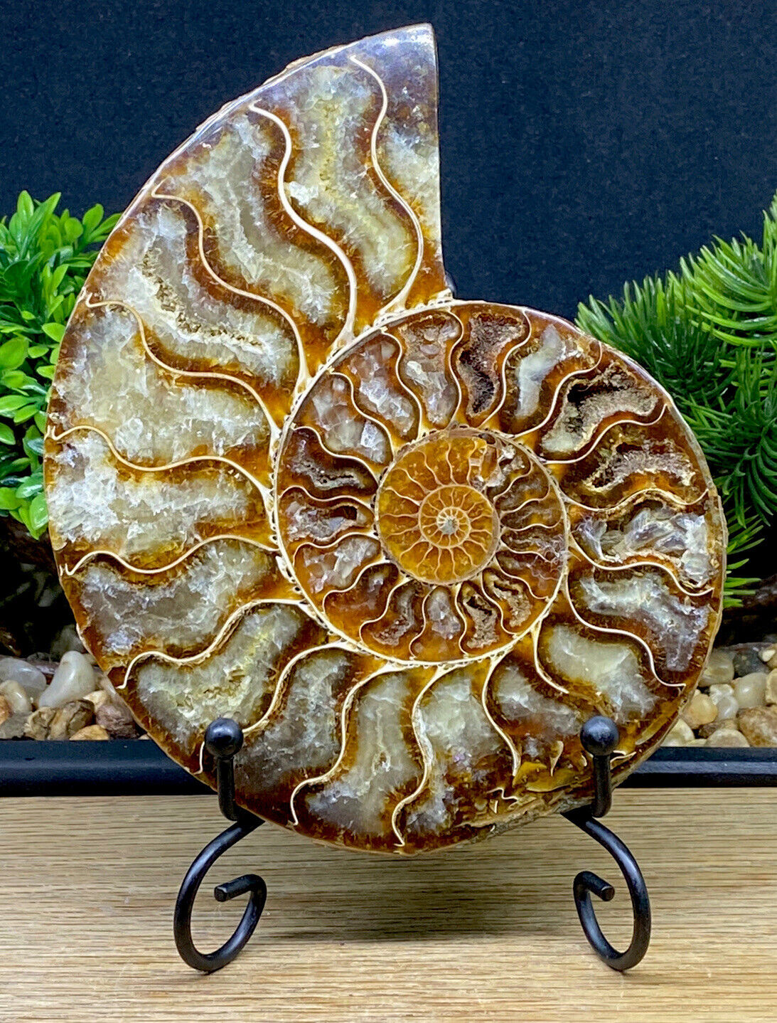 Ammonite