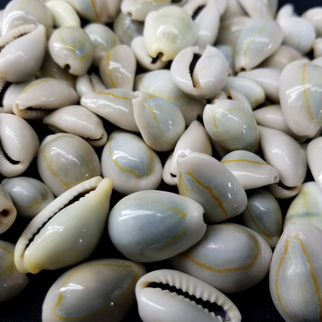 Cowrie Shells