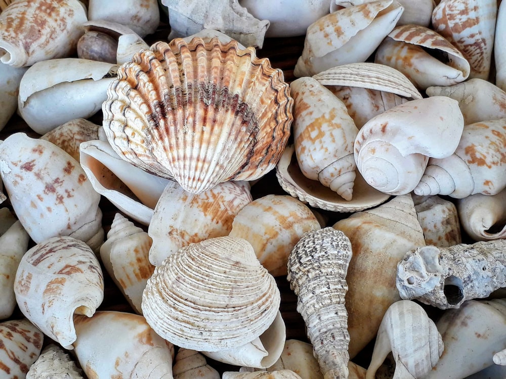 Shells