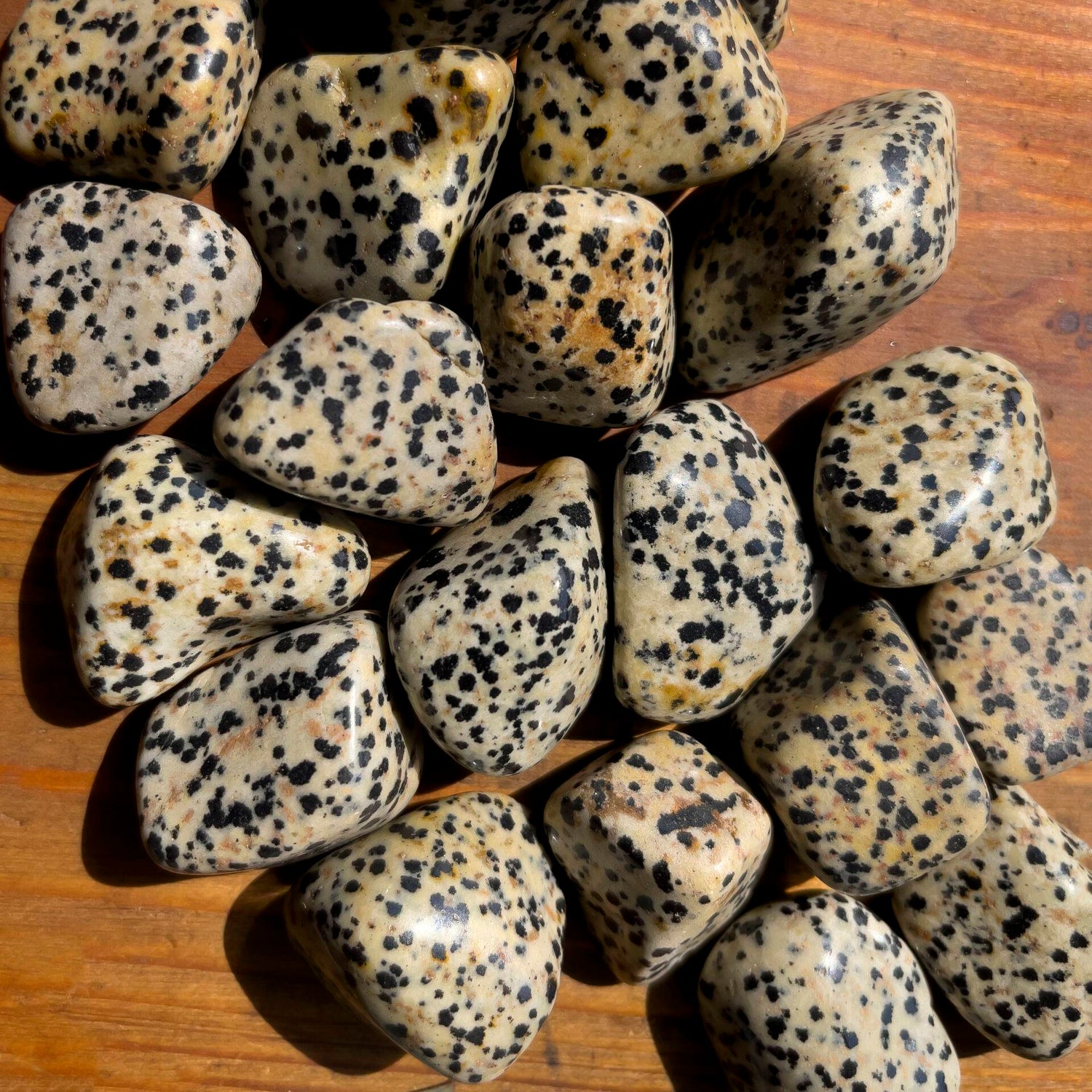 Dalmatian Jasper